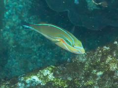 Stethojulis bandanensis