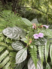 Strobilanthes cusia