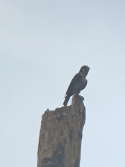 Microhierax fringillarius