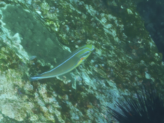 Stethojulis bandanensis