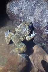 Limnonectes kuhlii