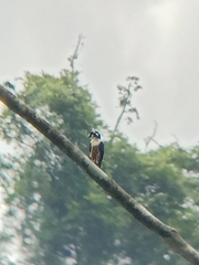 Microhierax fringillarius