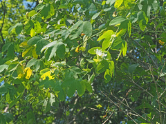 Passiflora subpeltata