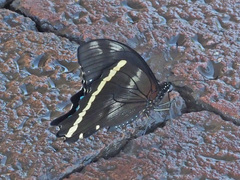 Papilio nireus lyaeus