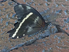 Papilio nireus lyaeus