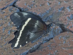 Papilio nireus lyaeus