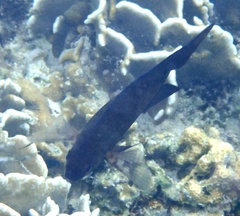 Acanthochromis polyacanthus