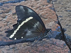 Papilio nireus lyaeus