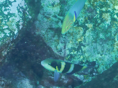 Thalassoma nigrofasciatum
