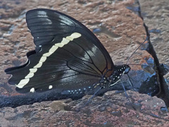 Papilio nireus lyaeus