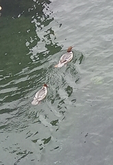 Mergus merganser