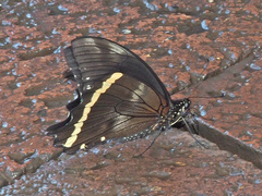 Papilio nireus lyaeus