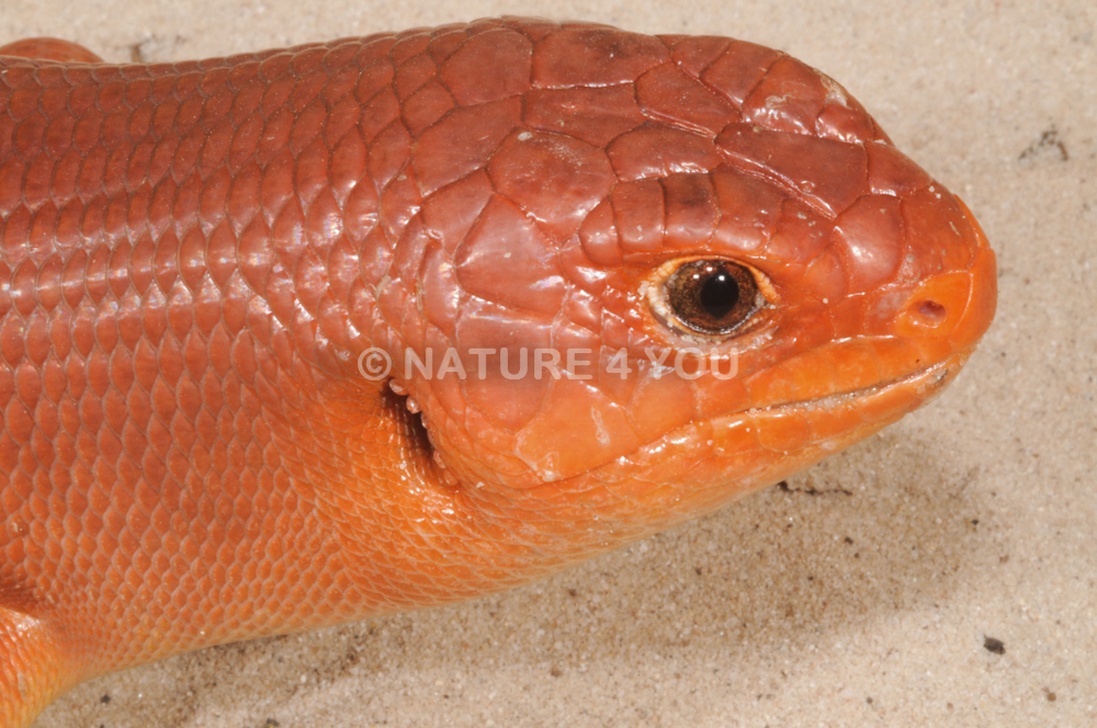 Great Desert-Skink