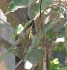 Nephila kuhli