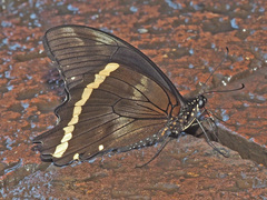 Papilio nireus lyaeus