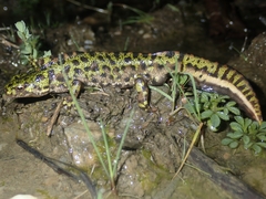 Triturus marmoratus