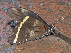Papilio nireus lyaeus