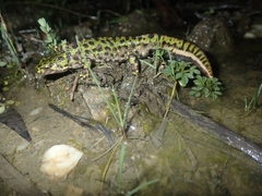 Triturus marmoratus