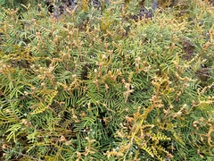 Gleichenia alpina