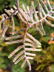 Gleichenia alpina