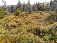 Gleichenia alpina