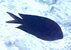 Acanthochromis polyacanthus
