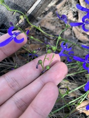 Lobelia dentata