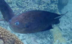 Acanthochromis polyacanthus