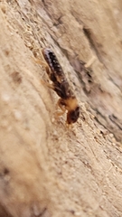 Kalotermes flavicollis