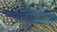 Acanthochromis polyacanthus