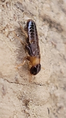Kalotermes flavicollis