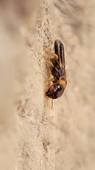 Kalotermes flavicollis