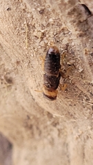 Kalotermes flavicollis