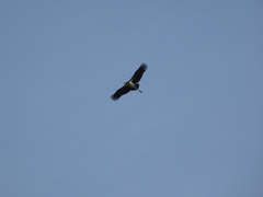 Leptoptilos javanicus