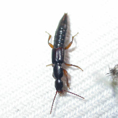 Lathrobium brunnipes