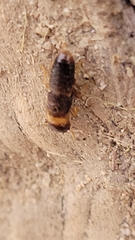 Kalotermes flavicollis