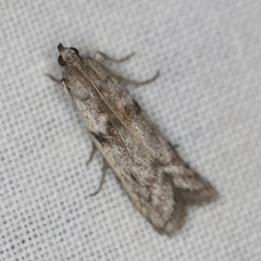 Homoeosoma vagella