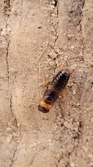 Kalotermes flavicollis