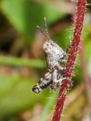 Phaulacridium marginale