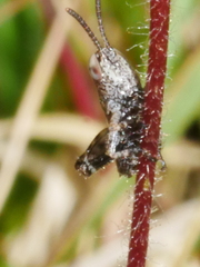 Phaulacridium marginale