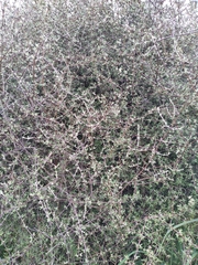 Olearia bullata