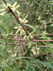 Olearia bullata