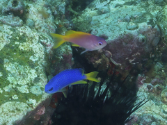 Pomacentrus coelestis