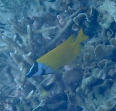Siganus vulpinus