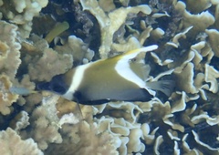 Heniochus varius