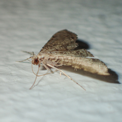 Massepha