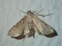 Massepha