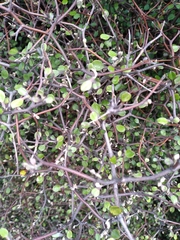 Corokia cotoneaster