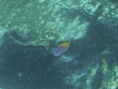 Pseudanthias pictilis