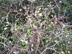Corokia cotoneaster